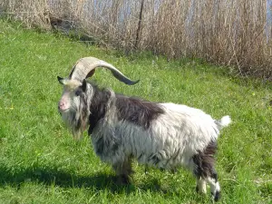 Allet 02 Landgeit bok